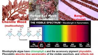 Macroalgae Characteristics Classification Phyla Rhodophyta amp Phaeophyta [upl. by Aciamaj]