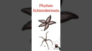 Phylum Echinodermata Ncert in 60secNEET shorts youtubeshorts biology [upl. by Dnomal613]