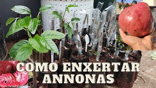 Como enxertar Annonas  Enxertando Annona Reticulata Pinha vermelha [upl. by Teik]