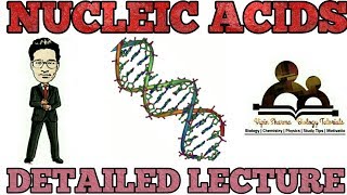 Nucleic acids description  biomolecules  NCERT lecture for NEET AIIMS and JIPMER [upl. by Fabyola]