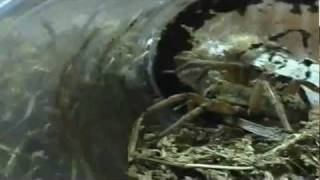 Wolf Spider Feeding Video [upl. by Ainat434]