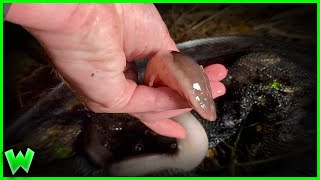 What the HECK is an Amphiuma [upl. by Heinrich469]