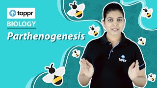 Parthenogenesis  Reproduction in organisms  Class 12 Biology CBSENCERT [upl. by Grati]