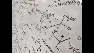 Biological molecules revision mindmap OCR A biology [upl. by Granville635]