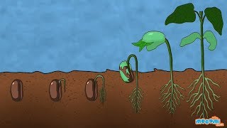 What is Germination of Seed  Plant Science for Kids  Educational Videos by Mocomi [upl. by Naej]