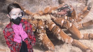 BEWARE the Goliath BirdEating Tarantula HAIR INSANE Molt Timelapse amp MORE [upl. by Gnim]