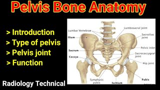 Anatomy of pelvis  Ilium  ischium  pubis  pelvis joint  sacrum  coccyx  in hindi [upl. by Chouest]