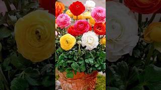 How to grow Ranunculus bulbs at home flowers ranunculus shorts gardening terracegardening [upl. by Adley]