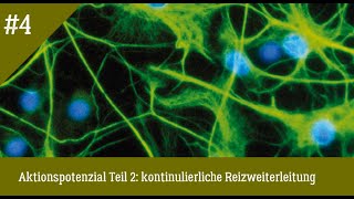 Neurologie Aktionspotenzial Teil 2 einfach und richtig erklärt kontinuierliche Reizweiterleitung [upl. by Bolan288]