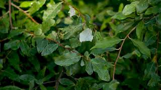 Elaeagnus umbellata  Autumn Olive [upl. by Goss]