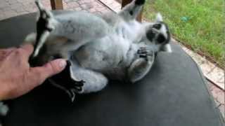 Ringtailed lemur loves to be pet [upl. by Leong]