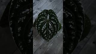 A glorious Anthurium luxurians🌿 anthuriumluxurians anthurium anthuriumplant plants plantslover [upl. by Aneehsram339]