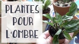 🌿 5 plantes pour une pièce sombre 🌿 1 [upl. by Quintana]