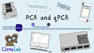 What is PCR and qPCR  PCR Animation [upl. by Lamoree]