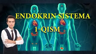 Endokrin sistema 1qism  Sekretsiya bezlari klassifikatsiyasi  Gipofiz  Efipiz [upl. by Lyris104]