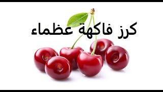 كرز cerasus طرق تكاثر وتسميد ورى حلقة 238 [upl. by Cynthy]