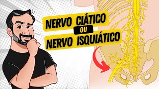 Nervo Ciático ou Isquiático qual o correto  Anatomia Humana  Rogério Gozzi [upl. by Forrester]