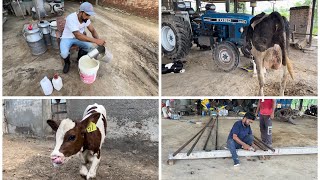 2nd lactation ਗਾਂ ਦਾ ਸੂਆ ਪਿਆ । Kane Calf  Benefits Milk Replacer  Bassi Dairy Farm  Punjab [upl. by Ainotahs]