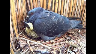 Des bébés pigeons sur mon balcon  Sony Action Cam [upl. by Adnilra34]