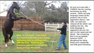 How to Handle Aggressive Horse Behavior and Rearin [upl. by Merv]