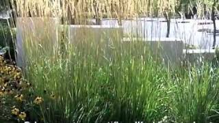 Calamagrostis x acutiflora Karl Foerster  Feather Reed Grass [upl. by Seroka]