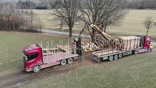 Scania R520 V8 XT 6x4  Loading Wood on the semitrailer [upl. by Anaidiriv]