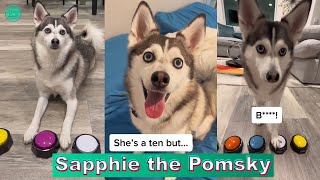 Sapphie the pomsky pregnancy prediction compilation [upl. by Tamberg111]