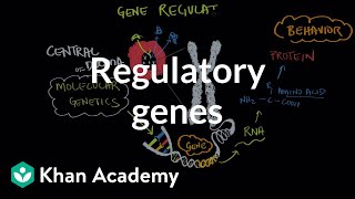 Regulatory genes  Behavior  MCAT  Khan Academy [upl. by Lalitta780]