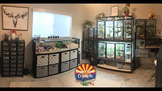 Gecko amp Pet Room Tour  Over 25 Crested Geckos  Crested Gecko Breeder [upl. by Faxun975]