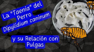 Dipylidium caninum La Tenia del Perro y su Transmisión por Pulgas  Una Parasitosis Frecuente [upl. by Eelegna]