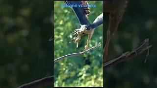 Peregrine falcon vs snake  shorts falcon birds snake wildlife shortvideo animals trending [upl. by Oilegor671]