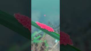 How Pomacea canaliculata lay eggs [upl. by Assert808]