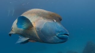 Humphead wrasse Whitsundays [upl. by Bashemath]