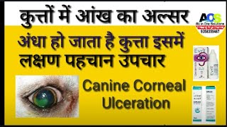 Canine Corneal Ulceration कुत्तों में आंख का अल्सर के लक्षण पहचान और उपचार dog Eye Ulcer Treatment [upl. by Ralip]