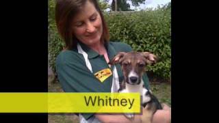 Dogs Trust Glasgow Rehoming Gallery [upl. by Onibag347]