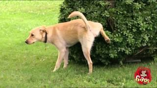 Just For Laughs 2012  Best Dog Pranks [upl. by Hunfredo784]