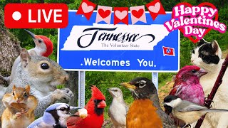 🔴LIVE 🥰Valentines Day Tennessee Woods Bird Feeder Cam 🥰 [upl. by Oletta]