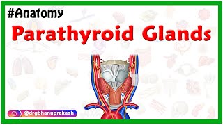 Anatomy of Parathyroid Glands Animation  Location Blood supply Nerve supply Histology [upl. by Xineohp]