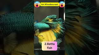 The Most Beautiful Fishes in The World 😱😱🔥🔥 Unknown Fishes facts [upl. by Norraa]