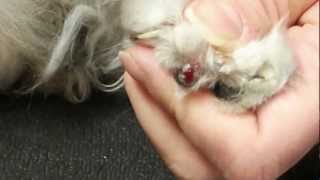 Clipping an ingrown nail on a cat [upl. by Tterrab390]