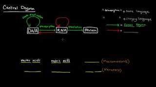 The Central Dogma [upl. by Lauter296]