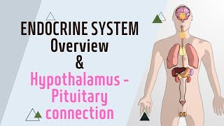 Endocrinology  Overview  Hypothalamus  Pituitary Connection and Hormone synthesis [upl. by Rednirah]