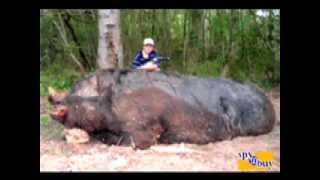 HOGZILLA The Largest Hog EVER Hogzilla and an 11yr old Kill a 1150 lb wild hog [upl. by Yelats180]