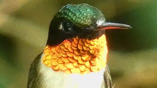 Hummingbird call sounds amp cute activities  Ruby throated [upl. by Atiloj]