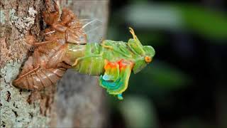 Ecdise de cigarra  Cicada Molting timelapse  Hyantia honesta [upl. by Nuyh]