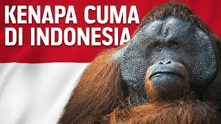 Mengapa Orang Utan Hanya Ada di Indonesia  BelajarDuniaPurba [upl. by Ayet]