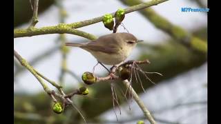 Pouillot Véloce est un oiseau protégé en France réalisation de Malay Phcar [upl. by Antonietta35]