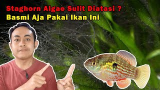 Staghorn Algae Sulit Diatasi Basmi Aja Pakai Ikan Ini [upl. by Flower]