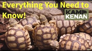 The ULTIMATE SULCATA Tortoise Care INSTRUCTIONS  Kamp Kenan S3 Episode 34 [upl. by Herstein]