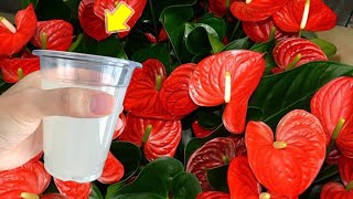 1 Cup A Week Anthuriums Grow Faster And Bloom 800 More [upl. by Parsaye]